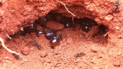 Мёд австралийских муравьёв признан наукой как антисептик