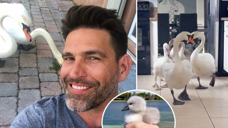 Лебеди подружились с мужчиной из Флориды, гнездятся в его дворе и ходят с детёнышами к нему в гости