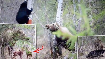 Огромная мать-лосиха защищает детёнышей-близнецов от чёрного медведя на Аляске