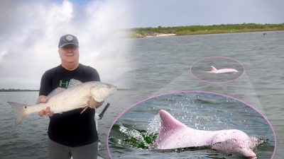 Техасский рыбак заметил редкого розового дельфина в Мексиканском заливе и снял его на видео
