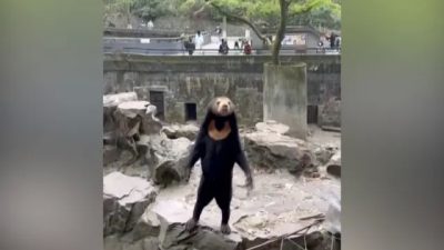 В китайском зоопарке медведь вёл себя так, что возникли сомнения: а медведь ли это?