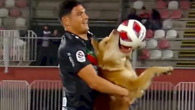 Великолепный рыжий пёс ворвался на футбольное поле и силой пытался завладеть мячом