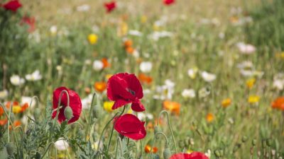 Где в России растёт больше всего аллергенных растений