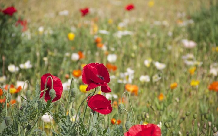 Где в России растёт больше всего аллергенных растений (Фото: pxhere.com/СС0) | Epoch Times Россия