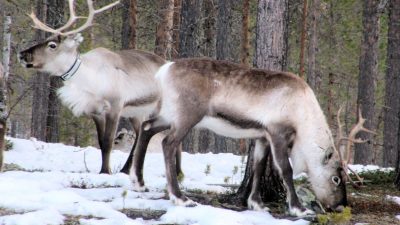 В Норвегии убили 40 оленей за их выпас на территории России