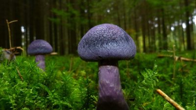 В Подмосковье обнаружили краснокнижный фиолетовый гриб