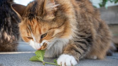 Кошек привлекает ментол, кошачья мята и другие пахучие травы