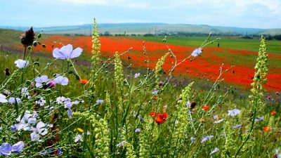 Чайные травы на живописных тропах Бахчисарая. Крым