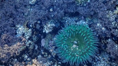 На дне Тихого океана нашли неизвестную экосистему