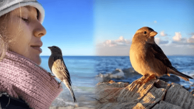 Супруги взялись выхаживать осиротевшего птенца. Подросший воробышек отказался улетать