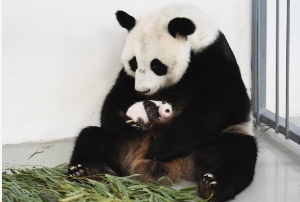 Детёныш панды из Московского зоопарка оказался «девочкой» (видео)