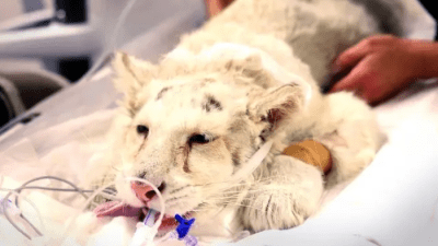 Афинские ветеринары спасают белого тигрёнка, брошенного на произвол судьбы