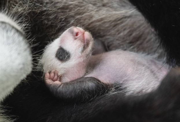 Детёныш панды из Московского зоопарка оказался «девочкой» (видео)