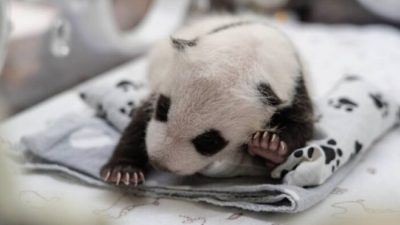 Детёныш панды из Московского зоопарка оказался «девочкой» (видео)