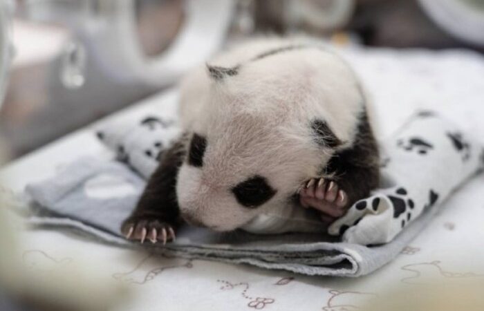 Фото: t.me/mos_sobyanin 
 | Epoch Times Россия