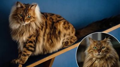 Гордость хозяина — кашемировый бенгальский кот Цезарь