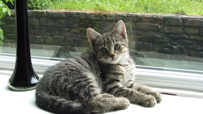 Какие города в России «самые кошачьи»?