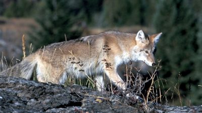 Финляндия на границе с Россией разбрасывает с воздуха вакцину от бешенства