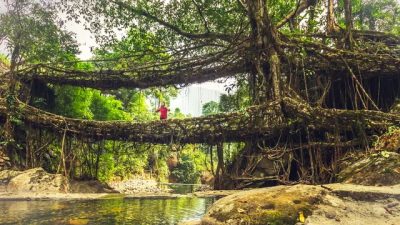 Созданные человеком «живые мосты» служат столетия без гаек и болтов