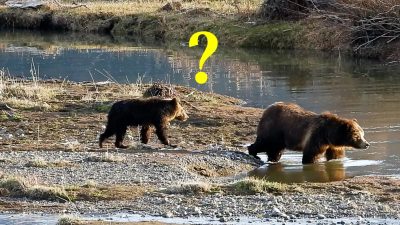 Медведица гризли демонстрирует свои родительские навыки, когда испуганный медвежонок в панике переплывает реку