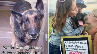 Семья спасла больную раком собаку за 30 минут до того, как её собирались усыпить, и вылечила её