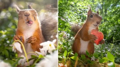 Весь спектр эмоций забавных белок на снимках фотографа из Швеции
