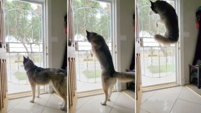 Прыжки хаски на высоту олимпийского класса ошеломляют владельца и прохожих