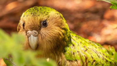 Огромный зелёный попугай с лицом совы. В мире их осталось менее 250