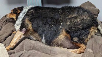 Избежавшая эвтаназии 60-килограммовая пастушья собака худеет, здоровеет и уже гоняет скот