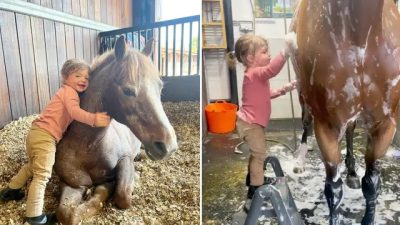 Очаровательная двухлетняя малышка моет лошадь