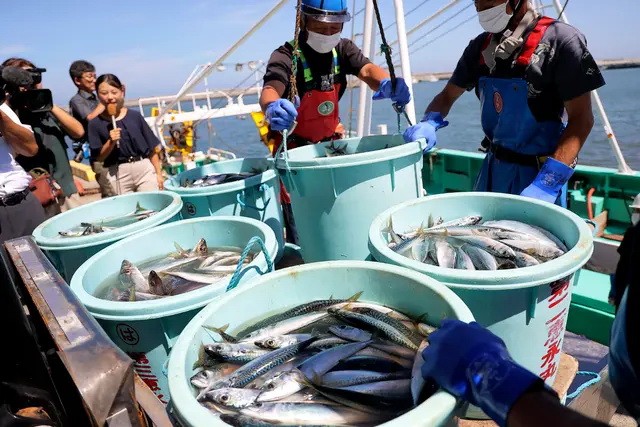 Работники рыболовства разгружают морепродукты в порту Мацукаваура в городе Сома, префектура Фукусима, 1 сентября 2023 года. (JIJI Press/AFP via Getty Images)