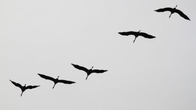 Журавли задержались в Подмосковье из-за тёплой погоды