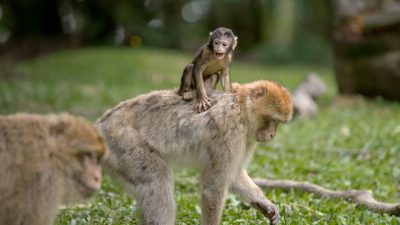 На улицы Дели вернулись мартышки