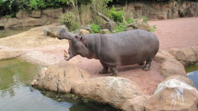 В зоопарке в Крыму впервые поселился бегемот