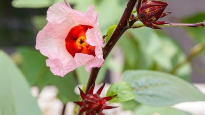 Раскройте секреты похудения с розеллой