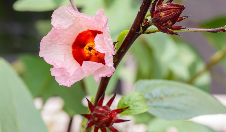 Розелла обладает антиоксидантными свойствами. (Artaporn Puthikampol via Dreamstime) | Epoch Times Россия