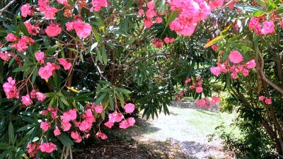 Путешествие в цветущий август Большой Ялты