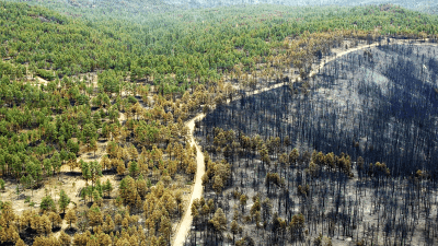 Как спасать планету от пожаров? Вырубать деревья или увеличивать лесные массивы?