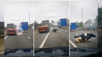 В Великобритании на автомагистрали из прицепа одна за другой выпали коровы