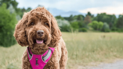 Как выбрать идеального питомца