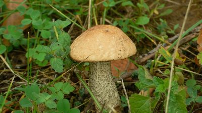 Как избежать уголовной ответственности за сбор грибов?
