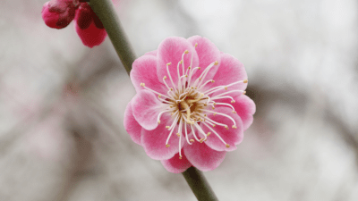 Мудрое решение Чжао Хэ: древняя китайская история о правосудии