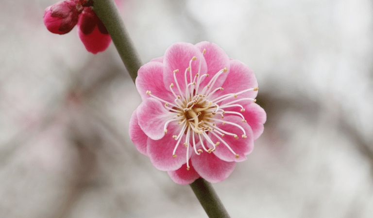 Чжао Хэ был уважаемым судьёй округа Цзянъинь, известным сообразительностью и непоколебимой приверженностью правосудию во времена династии Тан. (Image: Mtree555 via Dreamstime) | Epoch Times Россия