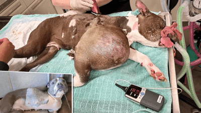 Люди не прошли мимо обезображенного болезнью питбуля, и теперь пёс спасён