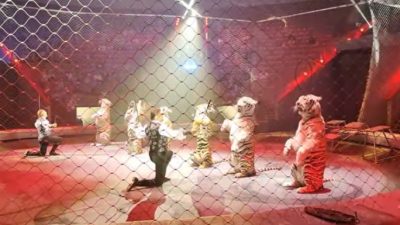 В Госдуму внесли законопроект, запрещающий использовать животных в цирках
