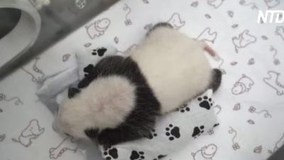 Родившаяся в Московском зоопарке панда открыла глаза и прошла первый медосмотр (видео)