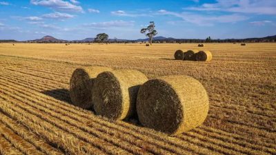 Пекин снял запрет на австралийское сено