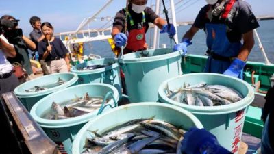 Пекин запрещает японские морепродукты, а китайские суда рыбачат у берегов Японии