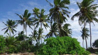 Для туристов из России Шри-Ланка отменит визовые сборы