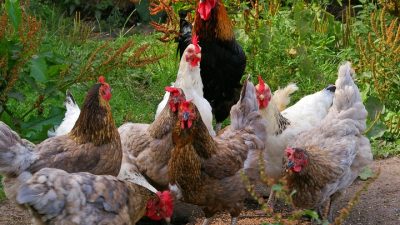 Россия может запретить экспорт яиц и мяса птицы